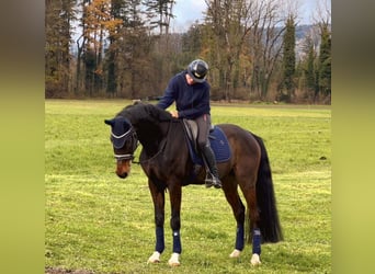 Cheval de sport allemand, Hongre, 9 Ans, 171 cm, Bai brun foncé