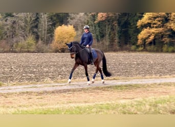 Cheval de sport allemand, Hongre, 9 Ans, 171 cm, Bai brun foncé