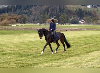 Cheval de sport allemand, Hongre, 9 Ans, 171 cm, Bai brun foncé