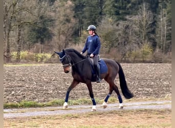 Cheval de sport allemand, Hongre, 9 Ans, 171 cm, Bai brun foncé