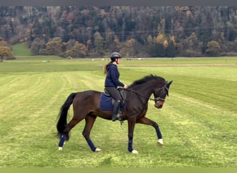 Cheval de sport allemand, Hongre, 9 Ans, 171 cm, Bai brun foncé