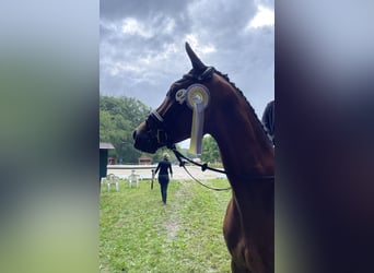 Cheval de sport allemand, Hongre, 9 Ans, 172 cm, Bai