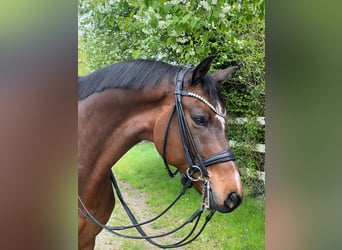 Cheval de sport allemand, Hongre, 9 Ans, 172 cm, Bai