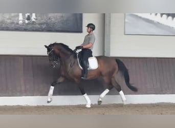 Cheval de sport allemand, Hongre, 9 Ans, 172 cm, Bai