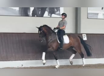 Cheval de sport allemand, Hongre, 9 Ans, 172 cm, Bai