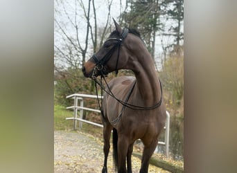Cheval de sport allemand, Hongre, 9 Ans, 172 cm, Bai