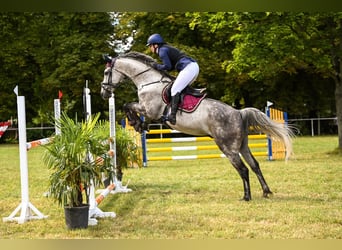 Cheval de sport allemand, Hongre, 9 Ans, 172 cm, Gris moucheté