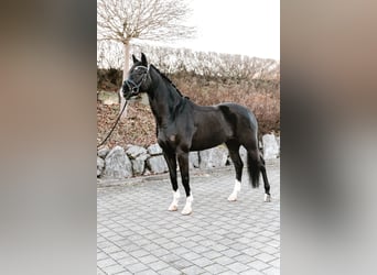 Cheval de sport allemand, Hongre, 9 Ans, 174 cm, Noir