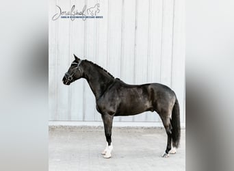 Cheval de sport allemand, Hongre, 9 Ans, 174 cm, Noir