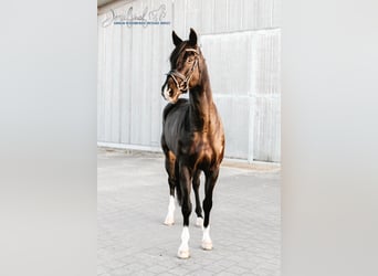 Cheval de sport allemand, Hongre, 9 Ans, 174 cm, Noir