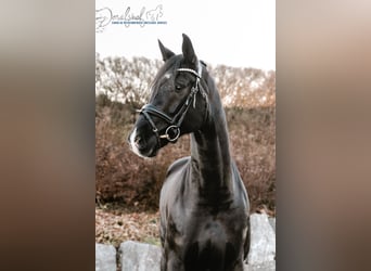 Cheval de sport allemand, Hongre, 9 Ans, 174 cm, Noir