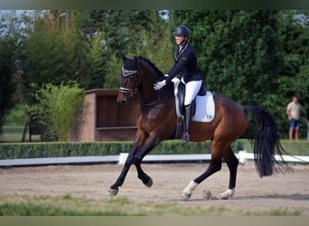 Cheval de sport allemand, Hongre, 9 Ans, 178 cm, Bai