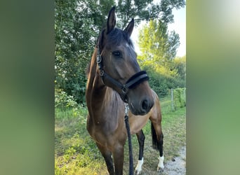 Cheval de sport allemand, Hongre, 9 Ans, 178 cm, Bai