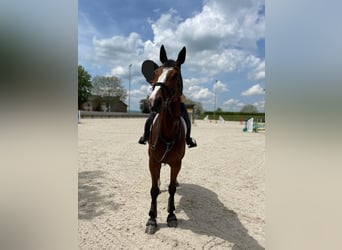 Cheval de sport allemand, Hongre, 9 Ans, 178 cm, Bai