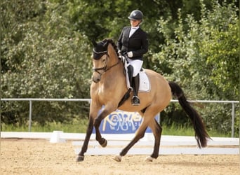 Cheval de sport allemand, Hongre, 9 Ans, 178 cm, Buckskin