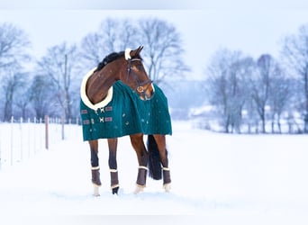 Cheval de sport allemand, Hongre, 9 Ans, 180 cm, Bai brun foncé