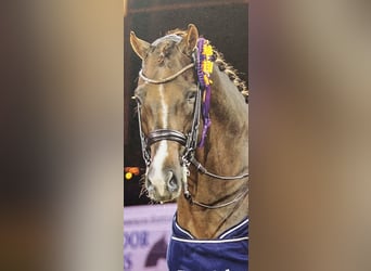 Cheval de sport allemand, Inconnu, 6 Ans