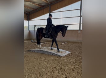 Cheval de sport allemand, Jument, 10 Ans, 160 cm, Bai brun