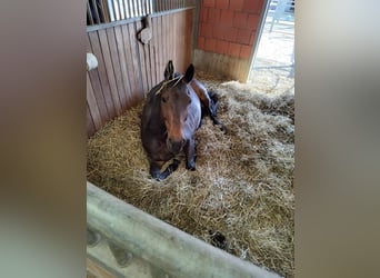 Cheval de sport allemand, Jument, 10 Ans, 162 cm, Bai brun