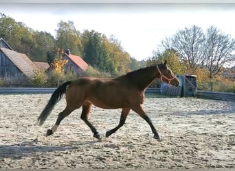 Cheval de sport allemand, Jument, 10 Ans, 163 cm, Bai cerise