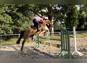 Cheval de sport allemand, Jument, 10 Ans, 163 cm, Bai