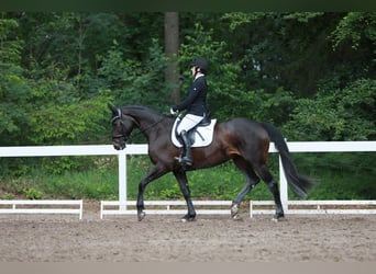 Cheval de sport allemand, Jument, 10 Ans, 164 cm, Bai brun