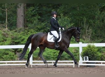 Cheval de sport allemand, Jument, 10 Ans, 164 cm, Bai brun
