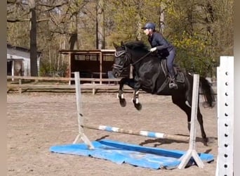 Cheval de sport allemand, Jument, 10 Ans, 164 cm, Noir