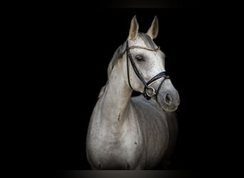 Cheval de sport allemand, Jument, 10 Ans, 165 cm, Gris