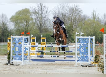 Cheval de sport allemand, Jument, 10 Ans, 166 cm, Bai