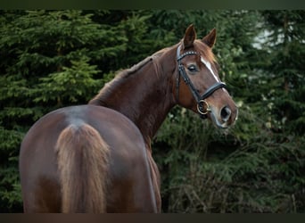 Cheval de sport allemand, Jument, 10 Ans, 166 cm