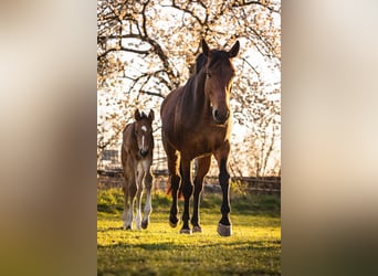 Cheval de sport allemand, Jument, 10 Ans, 167 cm, Bai