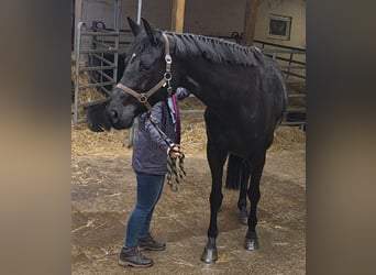Cheval de sport allemand, Jument, 10 Ans, 167 cm, Noir
