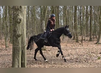 Cheval de sport allemand, Jument, 10 Ans, 167 cm, Noir