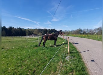 Cheval de sport allemand, Jument, 10 Ans, 168 cm, Bai brun
