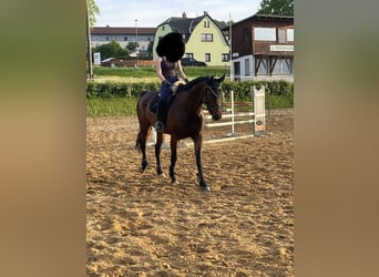 Cheval de sport allemand, Jument, 10 Ans, 168 cm, Bai
