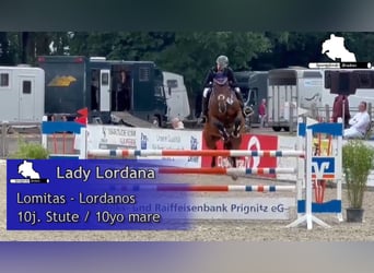 Cheval de sport allemand, Jument, 10 Ans, 168 cm, Bai