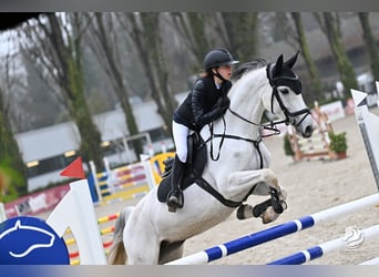 Cheval de sport allemand, Jument, 10 Ans, 168 cm