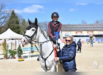 Cheval de sport allemand, Jument, 10 Ans, 168 cm, Gris