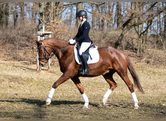 Cheval de sport allemand, Jument, 10 Ans, 169 cm, Alezan