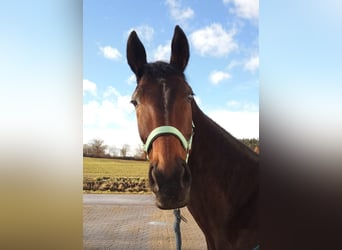 Cheval de sport allemand, Jument, 10 Ans, 170 cm, Bai brun