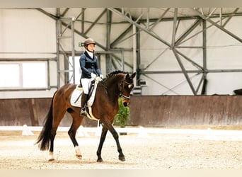 Cheval de sport allemand, Jument, 10 Ans, 172 cm, Bai