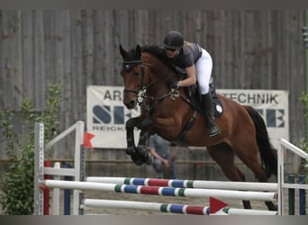 Cheval de sport allemand, Jument, 10 Ans, 173 cm, Bai