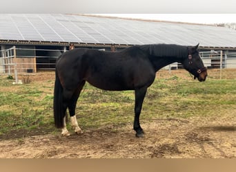 Cheval de sport allemand, Jument, 10 Ans, 174 cm, Bai brun