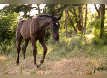 Cheval de sport allemand, Jument, 10 Ans, 175 cm, Bai brun