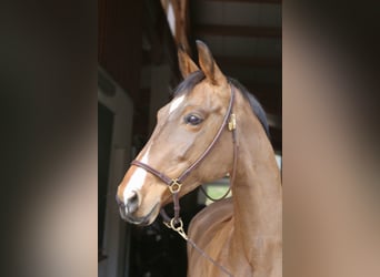 Cheval de sport allemand, Jument, 11 Ans, 160 cm, Bai clair