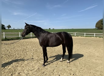 Cheval de sport allemand, Jument, 11 Ans, 162 cm, Bai brun foncé