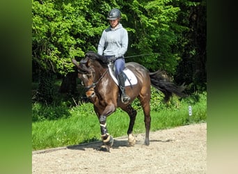 Cheval de sport allemand, Jument, 11 Ans, 164 cm, Bai brun