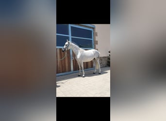 Cheval de sport allemand, Jument, 11 Ans, 164 cm, Gris