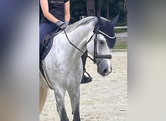 Cheval de sport allemand, Jument, 11 Ans, 165 cm, Gris pommelé
